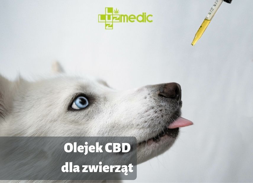 cbd dla psa i innych zwierząt domowych, olejek cbd z numerem weterynaryjnym od luuz medic